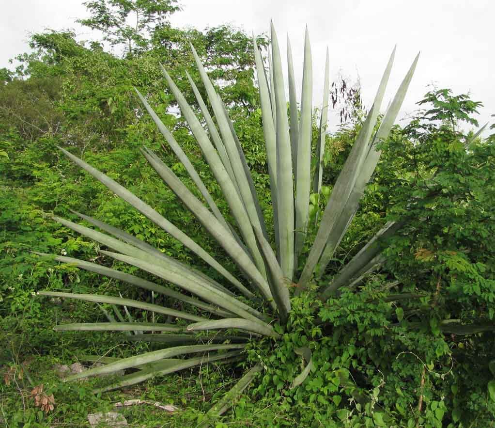 Agave fourcroydes 